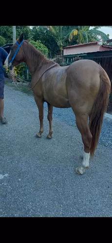 Caballo capón 2 años y medio