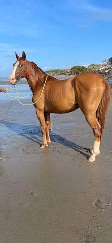 Caballo capón 2 años y medio