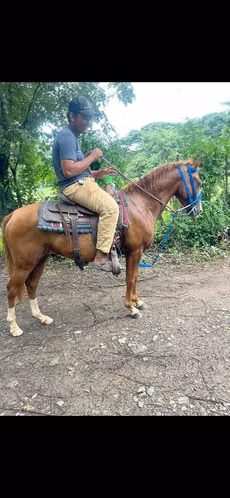 Caballo capón 2 años y medio