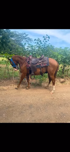 Caballo capón 2 años y medio