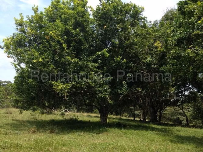 VENDO Terreno FRENTE AL MAR en Rio Indio Colon, 2 Hectareas - Imagen 10