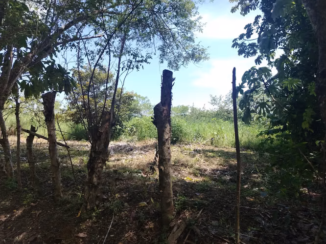 Lote plano campestre en el Hatillo de San Carlos, precio reducido - Imagen 8