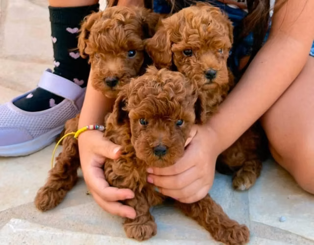 Bellos French poodles