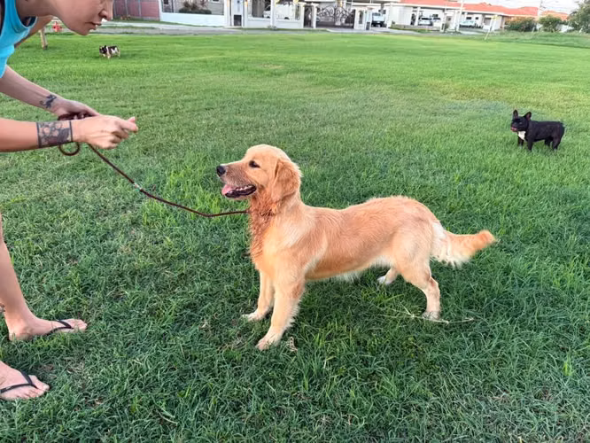Golden Retreiver