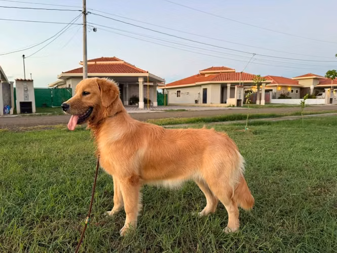 Golden Retreiver