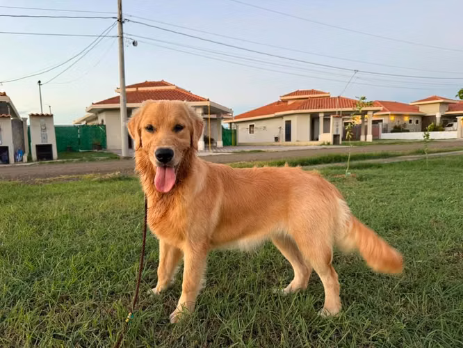 Golden Retreiver