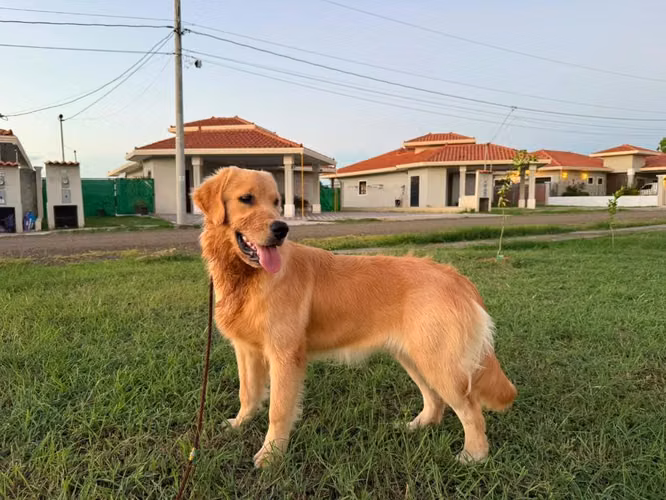 Golden Retreiver