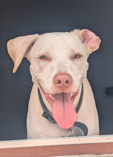 Busco novia (Pitbull&Labrador)