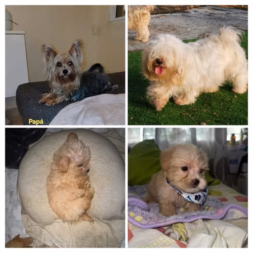 Morkie=Maltés/Yorkie Mini Macho $400.Entrega Inmediata - Imagen 5