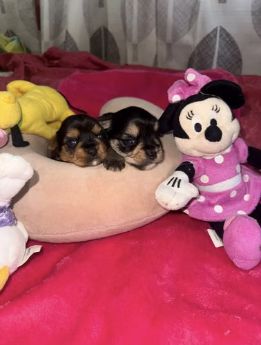 Yorkie Mini Hembra $890/950.Puede abonar - Imagen 5