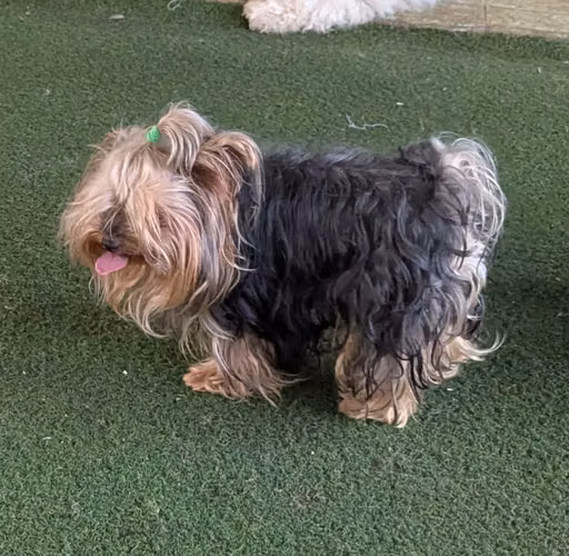 Yorkie Mini Hembra $890/950.Puede abonar - Imagen 4
