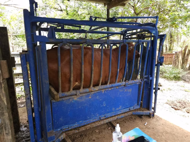 $4,465,000 SE VENDEN 470 HECTAREAS EN SAN LORENZO PROVINCIA DE CHIRIQUI - Imagen 15