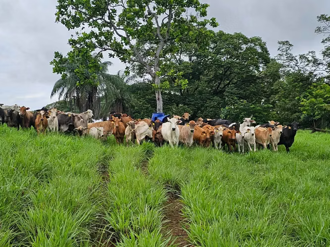 $4,465,000 SE VENDEN 470 HECTAREAS EN SAN LORENZO PROVINCIA DE CHIRIQUI - Imagen 4