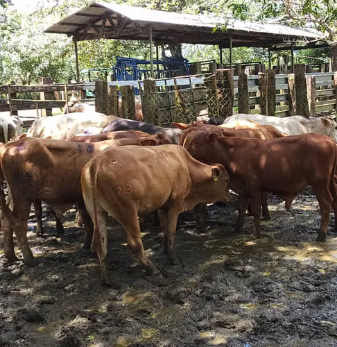 $4,465,000 SE VENDEN 470 HECTAREAS EN SAN LORENZO PROVINCIA DE CHIRIQUI - Imagen 14
