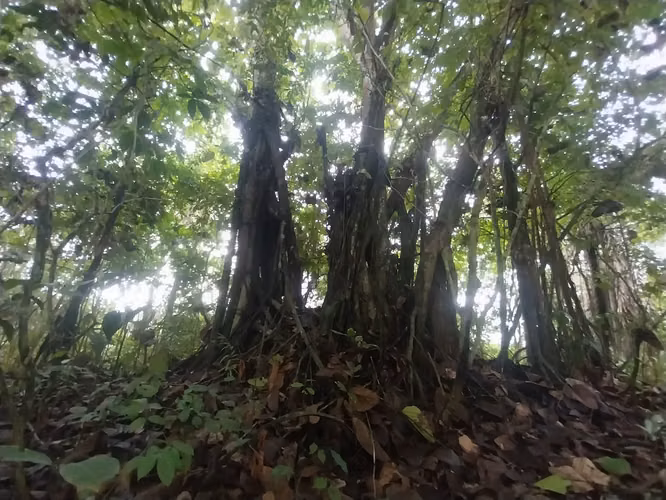 OLON, ECUADOR. Bosque privado con vista al mar