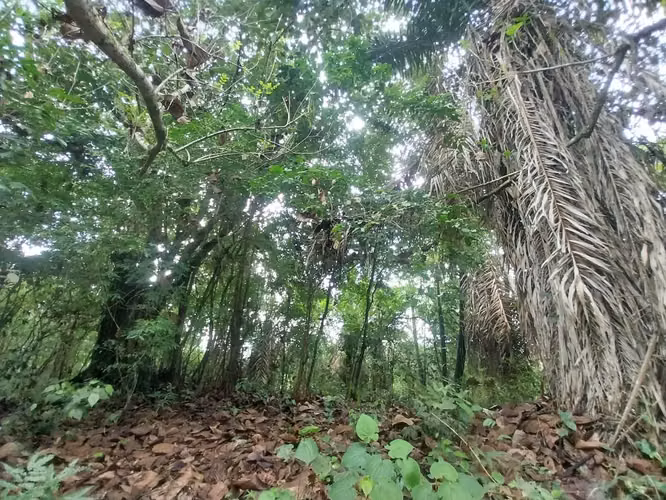 OLON, ECUADOR. Bosque privado con vista al mar