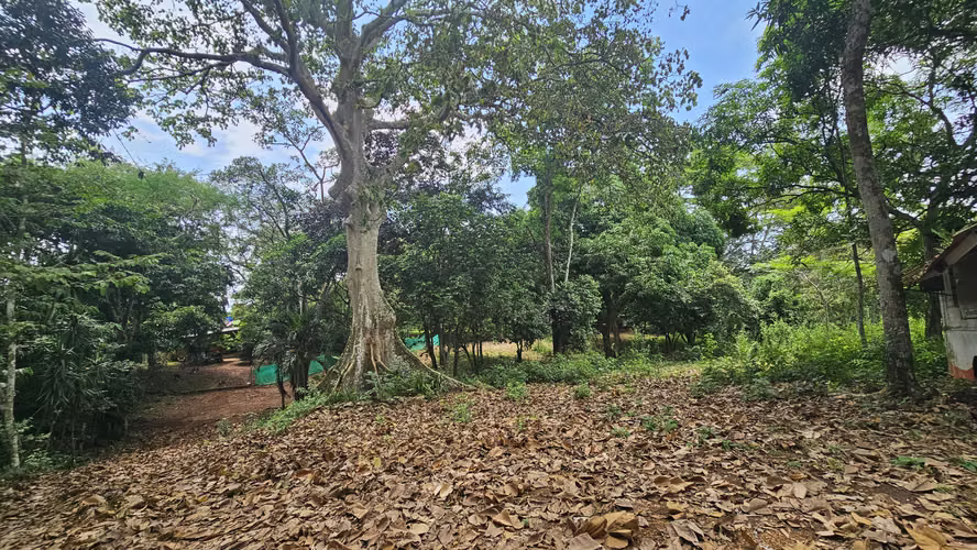 Se vendee 2.4 Hectáreas en Las Mendozas, La Chorrera 