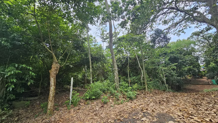 Se vendee 2.4 Hectáreas en Las Mendozas, La Chorrera 