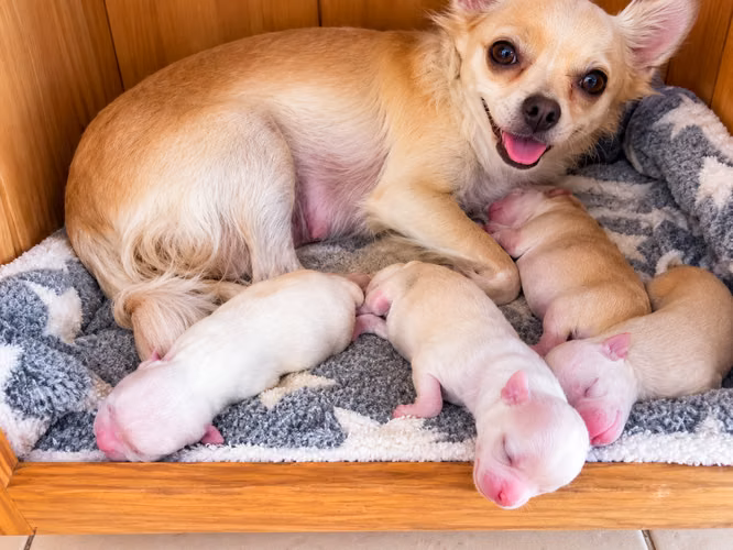 Hermosos Chihuahuas