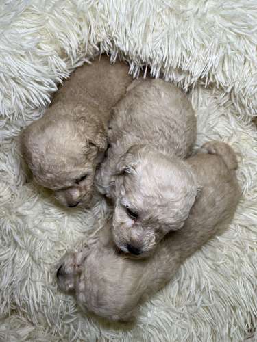 French poodle mini toy ( importados)