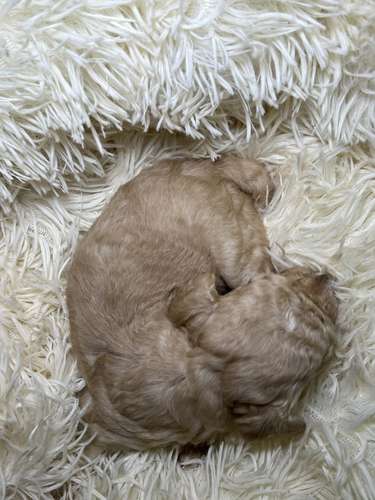 French poodle mini toy ( importados)