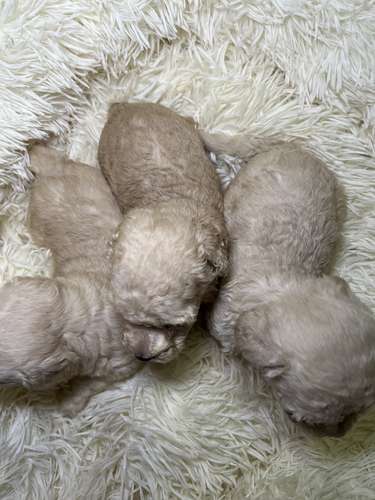 French poodle mini toy ( importados)