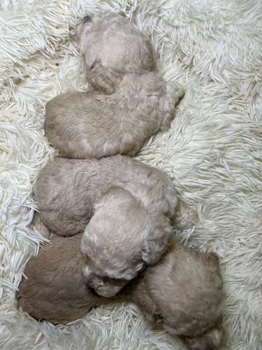 French poodle mini toy ( importados)