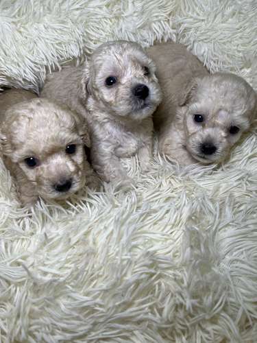 French poodle mini toy ( importados)