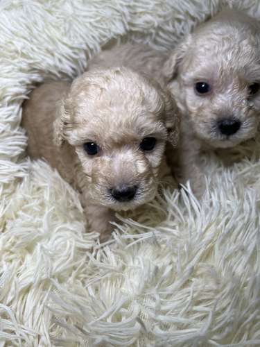 French poodle mini toy (imported)