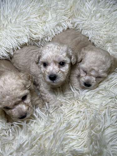 French poodle mini toy (importados)