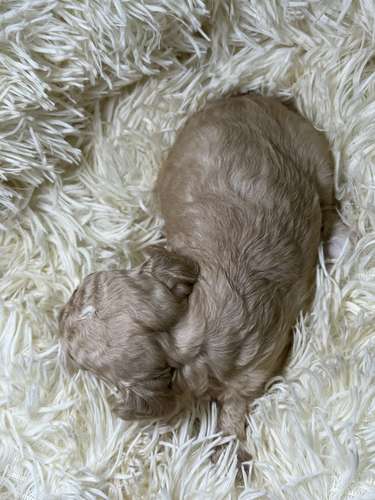 French poodle mini toy (importados)