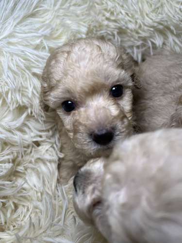 French poodle mini toy (importados)