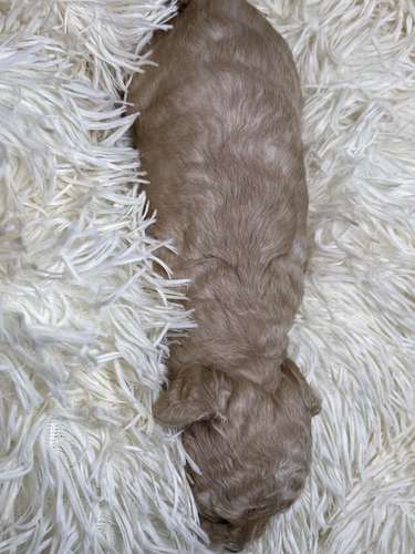 French poodle mini toy (importados)