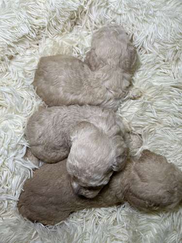 French poodle mini toy (importados)