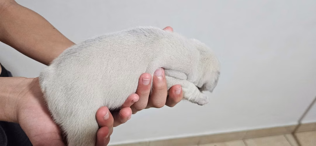 Bulldog Frances. hermosos cachorros . - Imagen 4