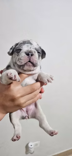 Bulldog Frances. hermosos cachorros .