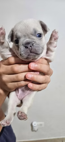 Bulldog Frances. hermosos cachorros . - Imagen 5
