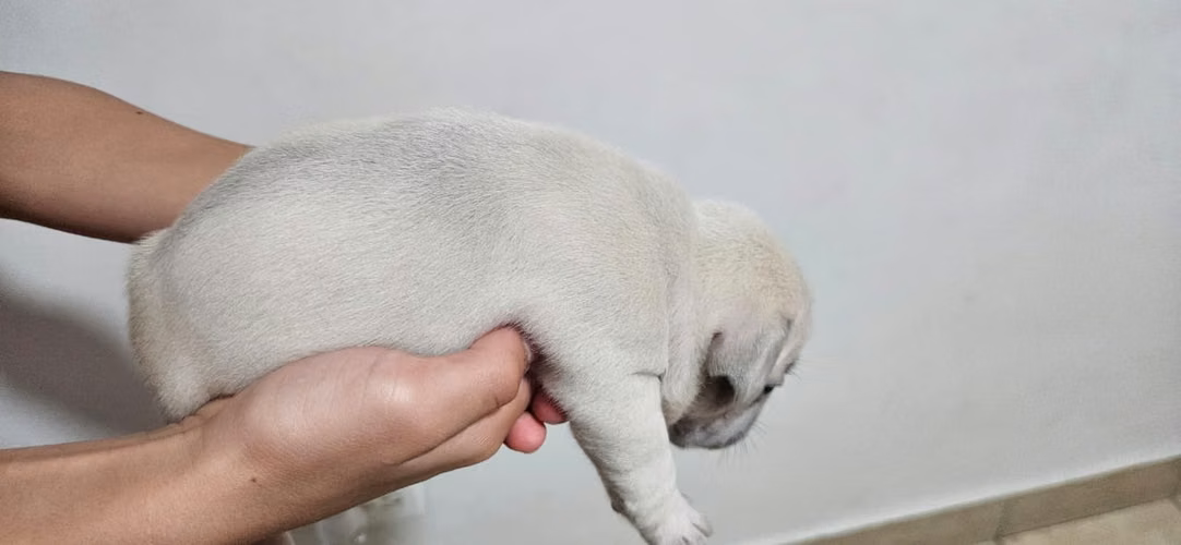 Bulldog Frances. hermosos cachorros . - Imagen 6