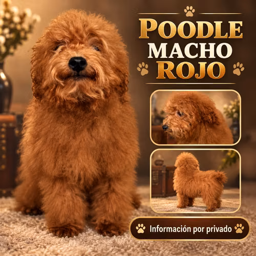 Macho poodle 