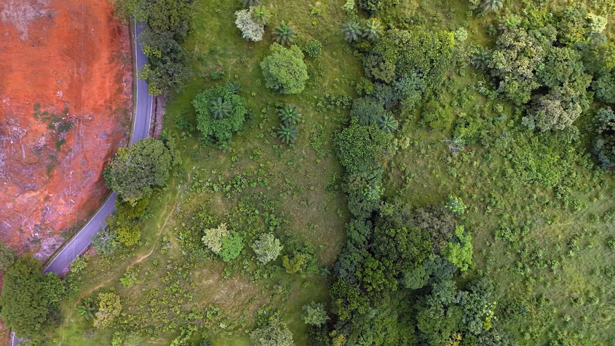 Terreno Agrícola Cerca de David Panamá - Imagen 5