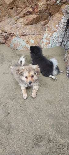 Vendo cachorros de 2 meses y medios  - Imagen 14