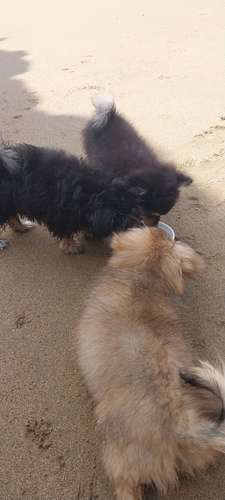 Vendo cachorros de 2 meses y medios  - Imagen 15