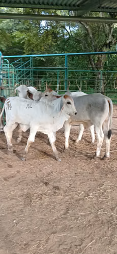 Terneros y terneras brahman