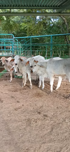 Terneros y terneras brahman