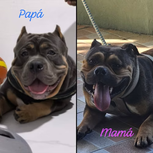 LINDOS CACHORROS AMERICAN BULLY  - Imagen 2