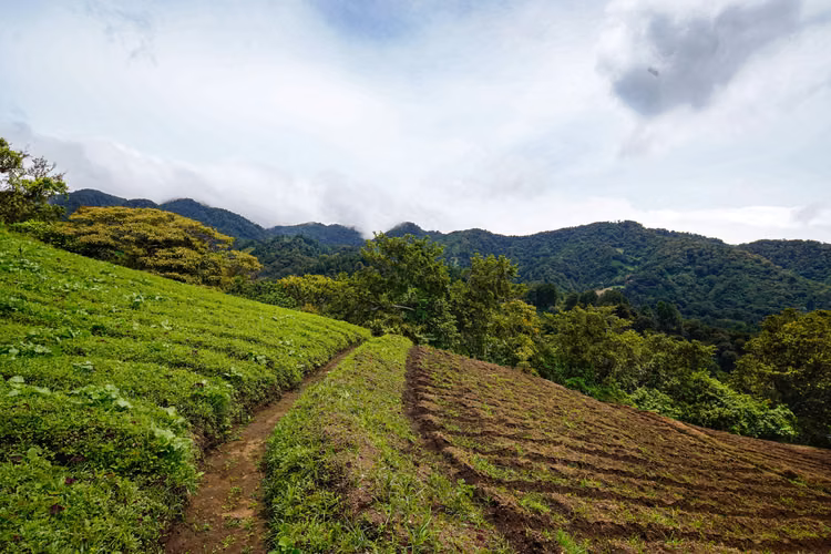 Terreno de Montaña en Boquete Panamá - Imagen 6