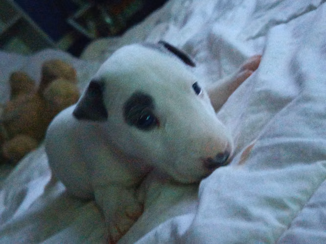 En venta Bull terrier inglés hembras y macho precio negociable vacunados y desparasitados , padres presentes - Imagen 6