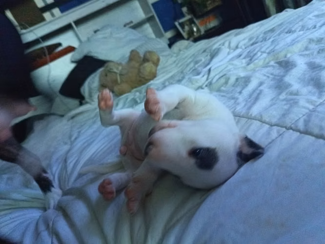 En venta Bull terrier inglés hembras y macho precio negociable vacunados y desparasitados , padres presentes - Imagen 8