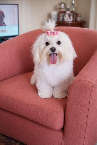 Hermosos Cachorros Maltés Puros – Entrega en Diciembre - Imagen 2