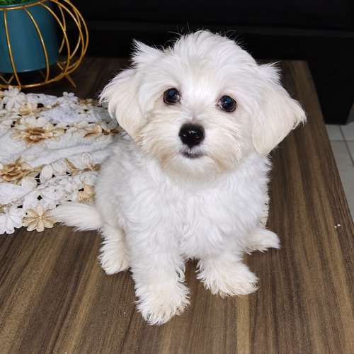 Hermosos Cachorros Maltés Puros – Entrega en Diciembre